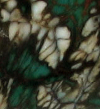 Notwitchcraft ID115.jpg