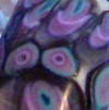 Notwitchcraft ID160.JPG