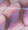 Notwitchcraft ID174.jpg